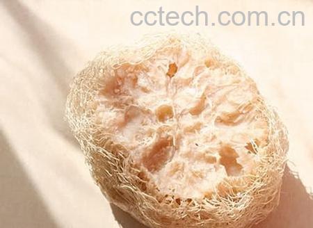 果蔬百科丝瓜络的功效-0