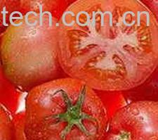 果蔬百科西红柿-0