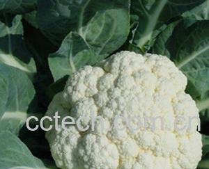 菜花的营养价值和食疗功效-0