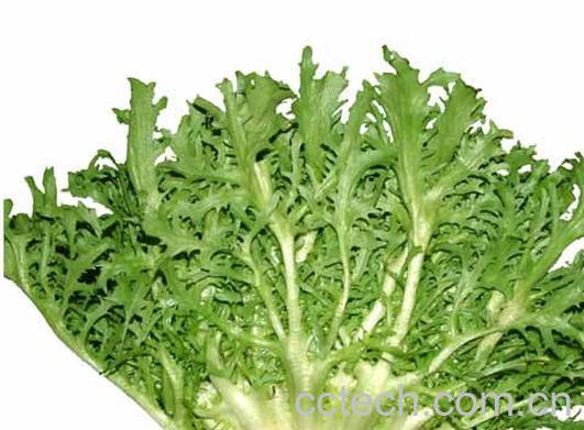 果蔬百科苦菜-0