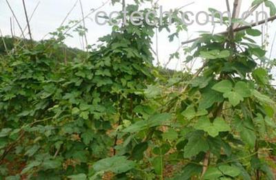 果蔬百科黄豆-0