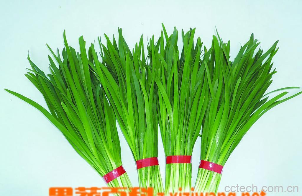 果蔬百科韭菜的功效和作用-0