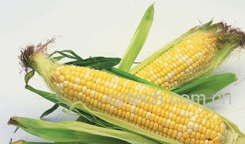 果蔬百科玉米须的功效-0