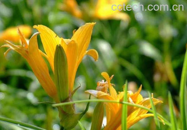 果蔬百科黄花菜的功效与作用-0