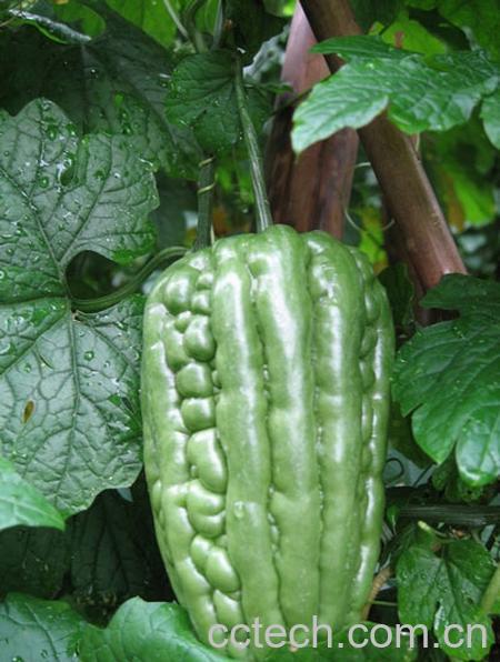 果蔬百科苦瓜的营养价值-0