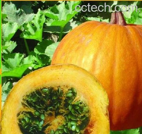 果蔬百科南瓜的营养价值-0