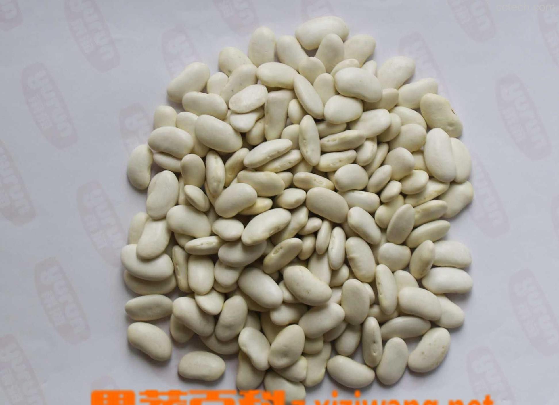 果蔬百科白芸豆-0