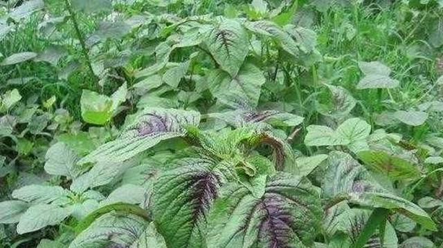 果蔬百科野菜的种类-0