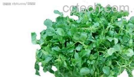 果蔬百科西洋菜-0