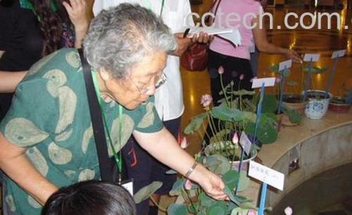 果蔬百科碗莲的种植方法-0