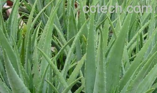 果蔬百科芦荟胶的功效与作用-0