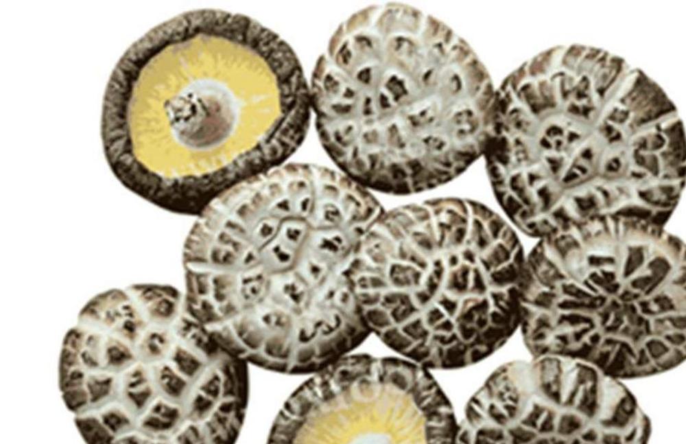 果蔬百科冬菇-0