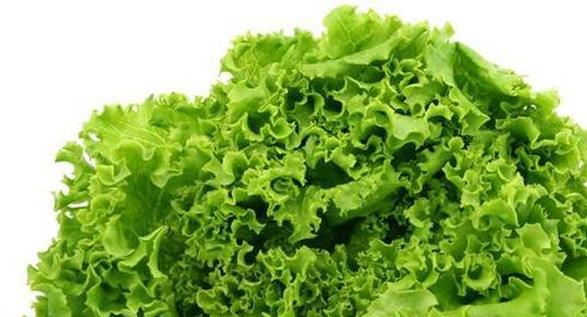 果蔬百科生菜的营养价值-0
