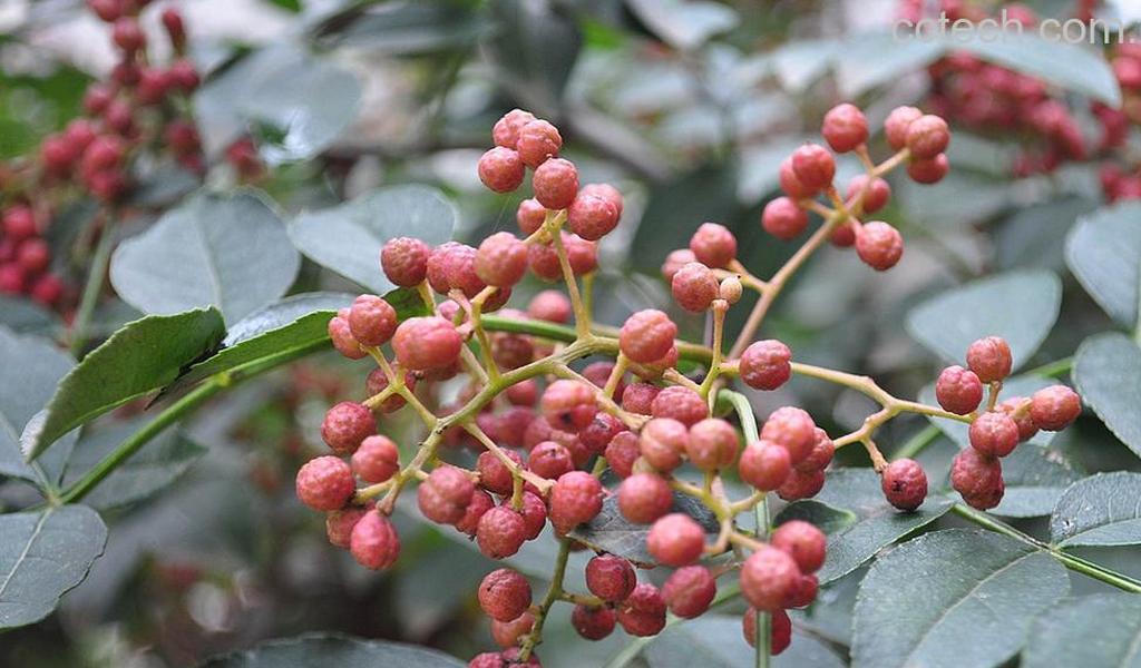 果蔬百科花椒-0
