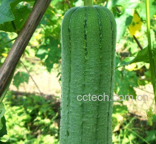 果蔬百科怎样栽种丝瓜-0