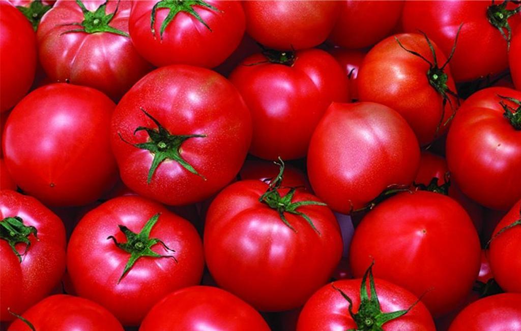 果蔬百科春季露天西红柿的种植技术-0