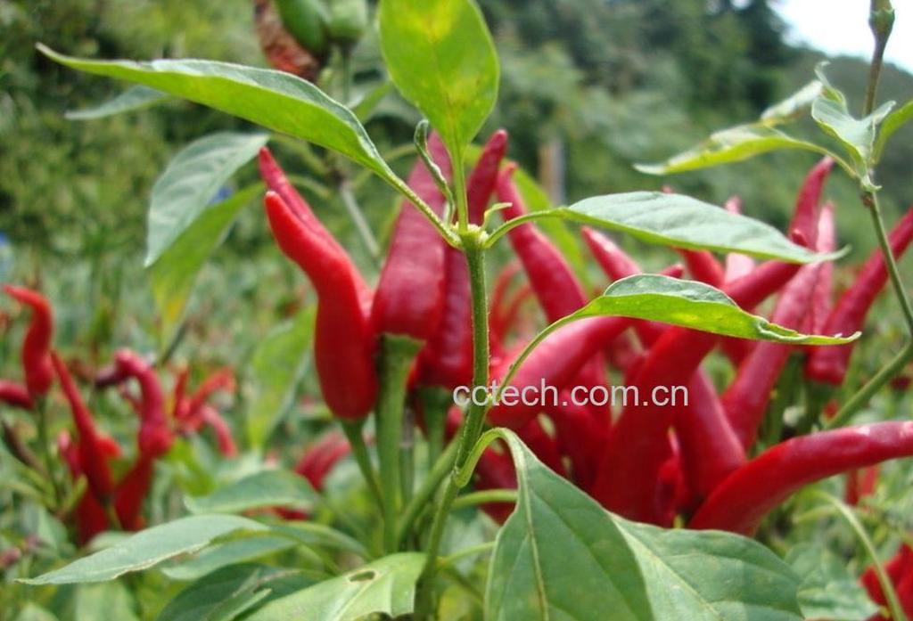 果蔬百科朝天椒怎么繁殖-0