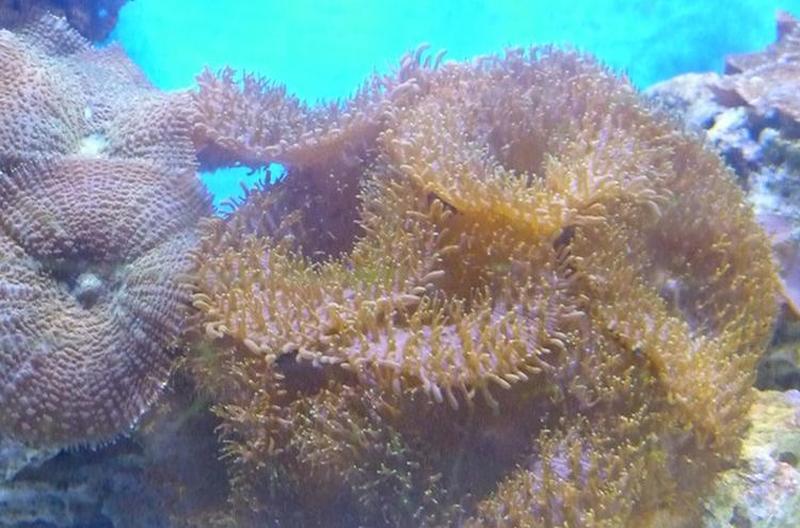 果蔬百科各种毛菇图片及吃法-0