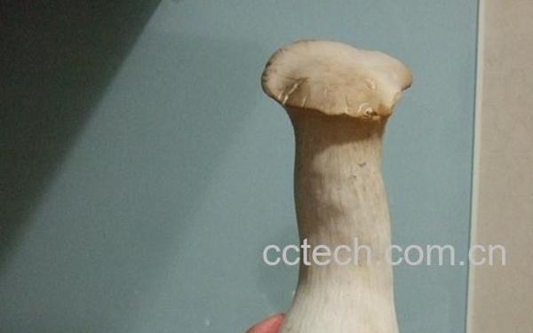 果蔬百科杏鲍菇的烹饪法-0