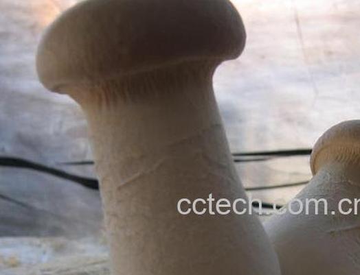 果蔬百科杏鲍菇的营养价值及功效-0