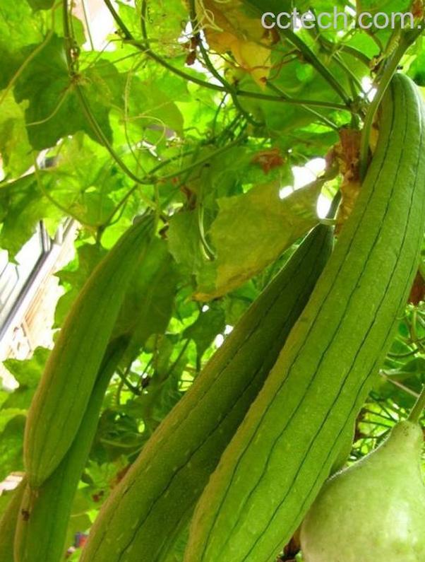 果蔬百科丝瓜的种类-0