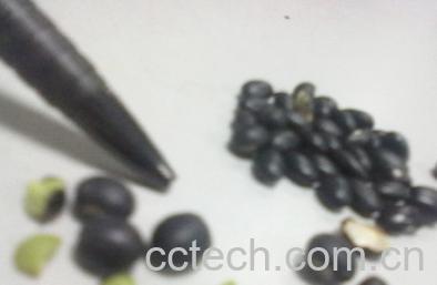 果蔬百科黑芸豆的功效和吃法-0