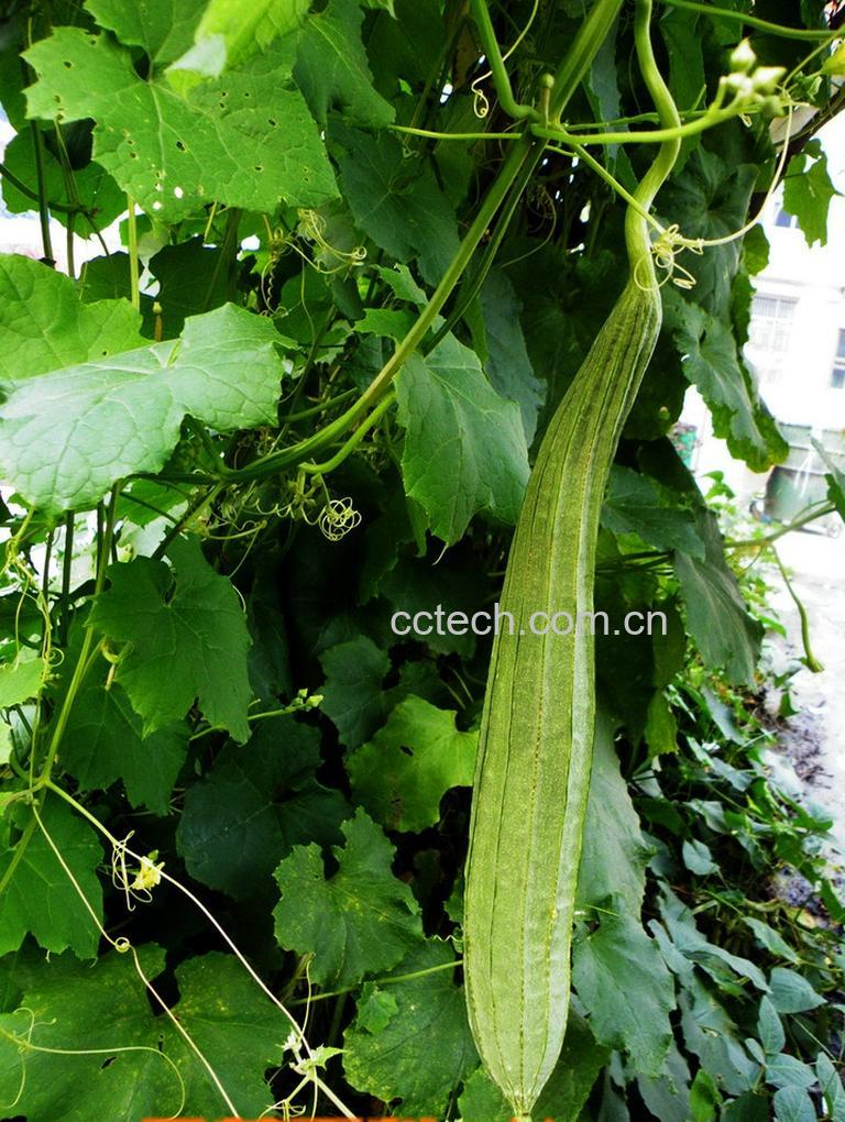 果蔬百科丝瓜种类-0