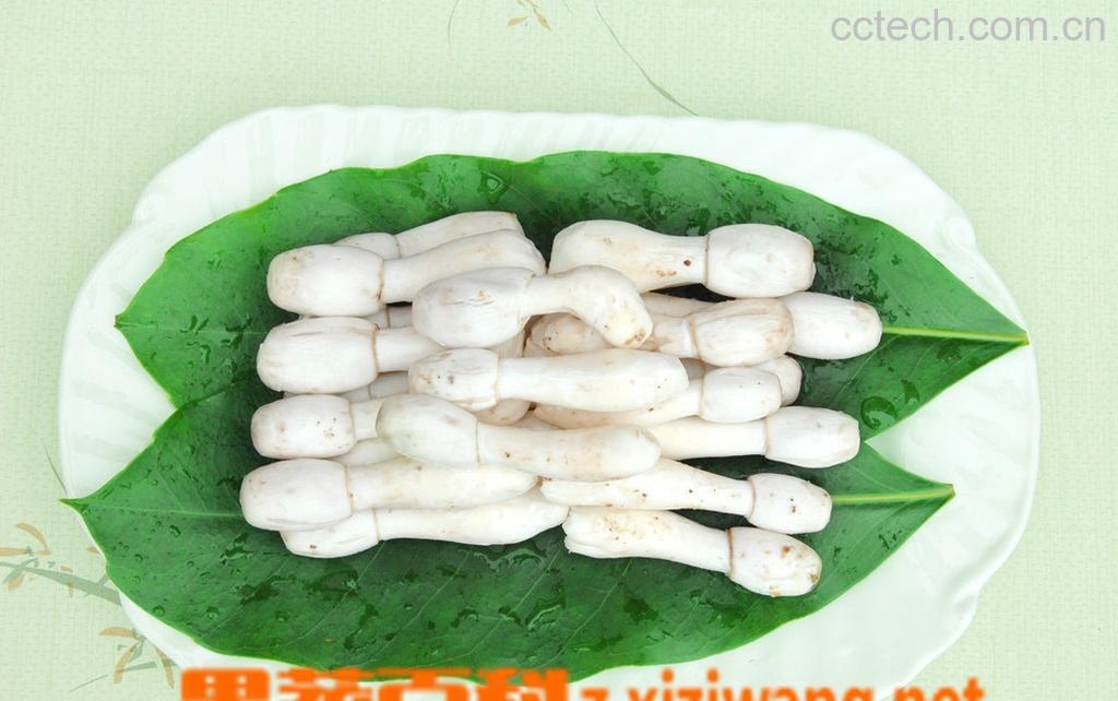 果蔬百科鸡腿菇的营养价值-0