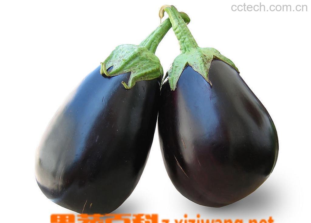 果蔬百科阳台种植茄子-0