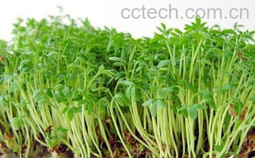 果蔬百科荞麦芽的功效-0