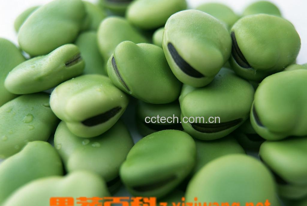 果蔬百科煮蚕豆的方法-0