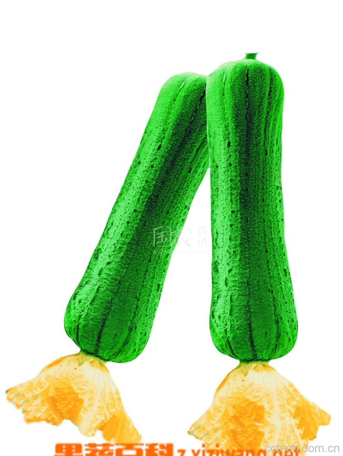 果蔬百科大棚丝瓜管理技术-0