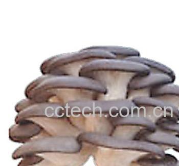 果蔬百科吃平菇的功效-0