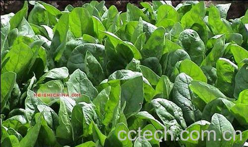 果蔬百科菠菜的营养价值及图片-0