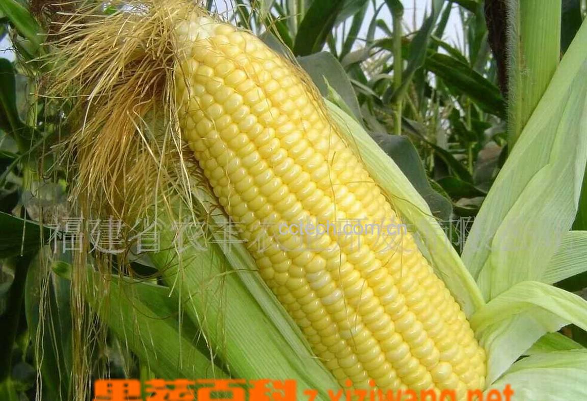 果蔬百科水果玉米的功效-0