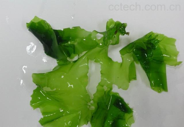 果蔬百科海白菜功效与营养-0