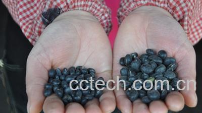 果蔬百科黑豆种类区别-0