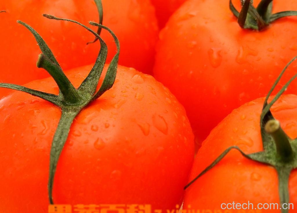 果蔬百科哪里有露天种植西红柿的-0