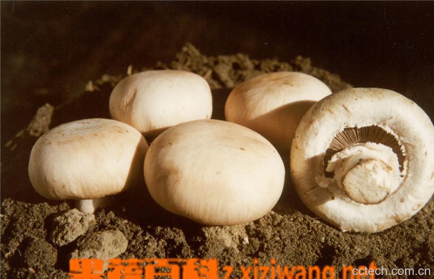 果蔬百科干口蘑的做法-0