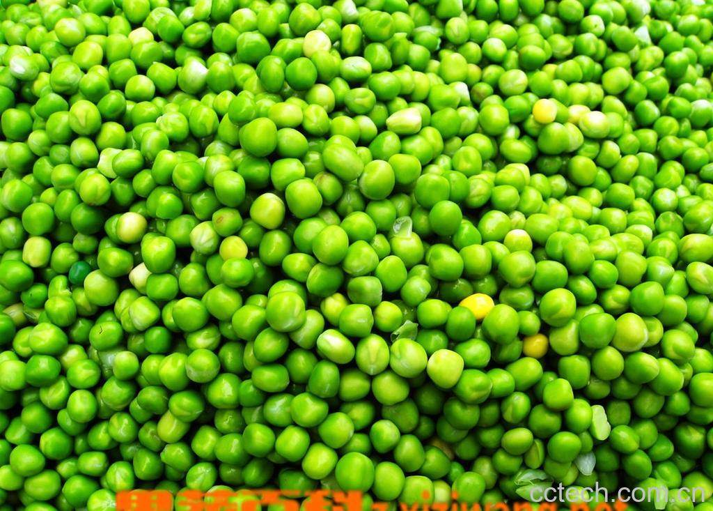 果蔬百科豌豆的种类和图片-0