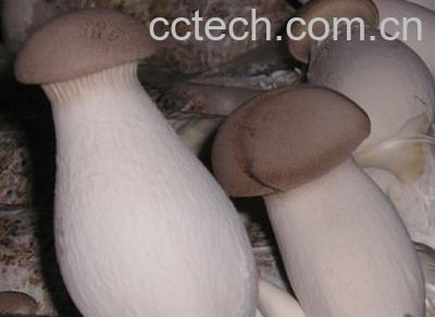 果蔬百科杏鲍菇的营养价值-0