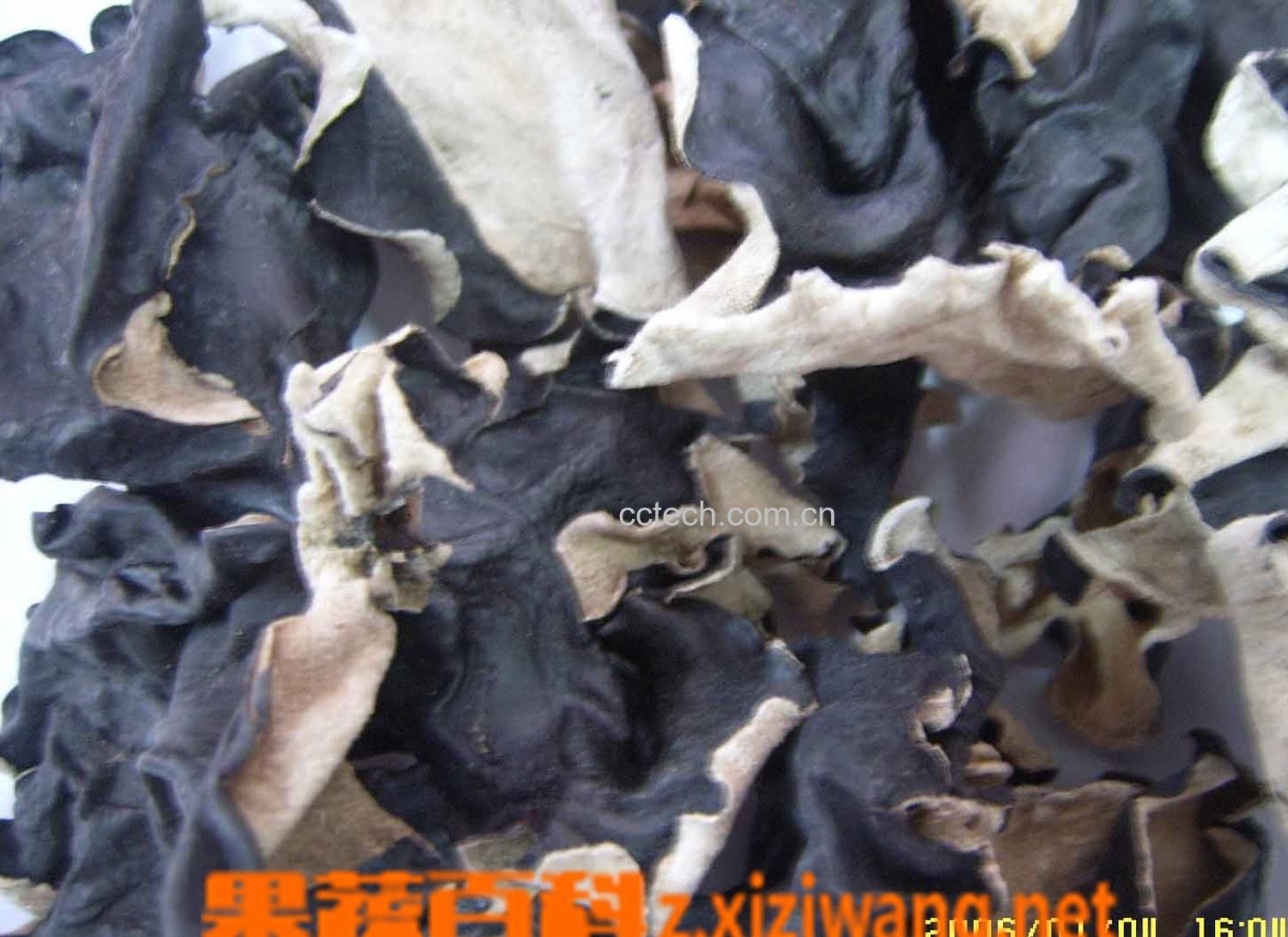 果蔬百科白背木耳禁忌-0