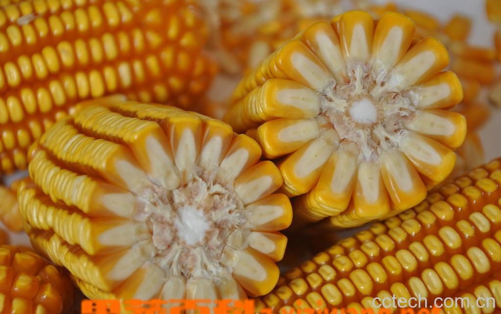 果蔬百科玉米深加工工艺流程-0