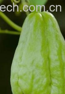 果蔬百科佛手瓜-0