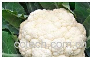 果蔬百科花椰菜-0