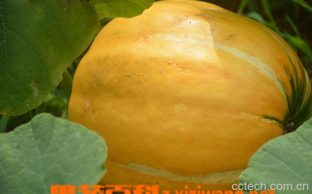 果蔬百科倭瓜是什么-0