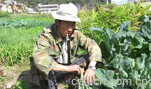 果蔬百科地瘤菜-0