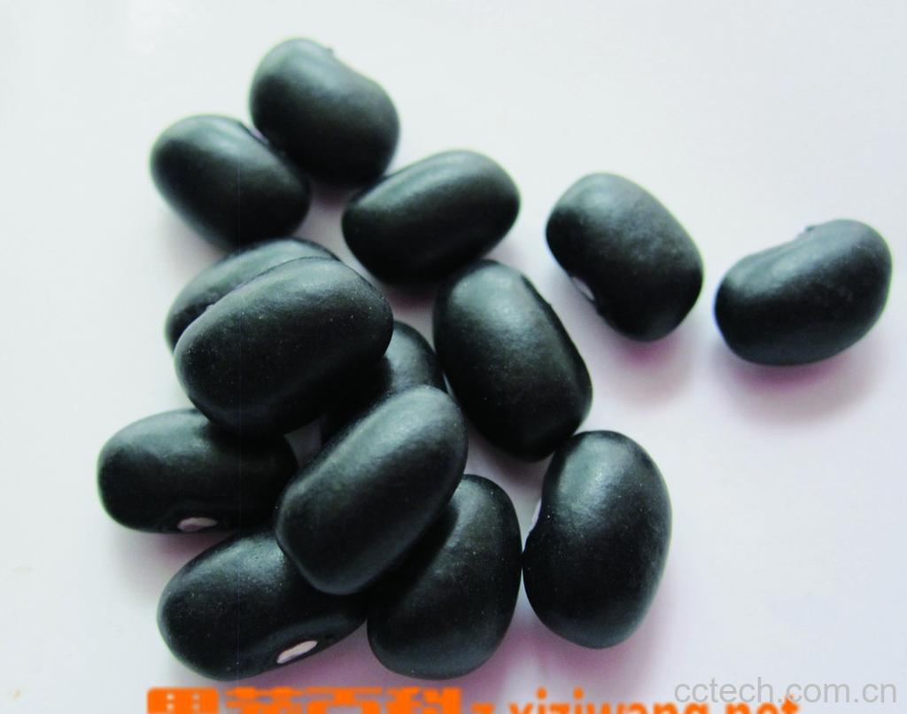 果蔬百科黑豆种类图片-0