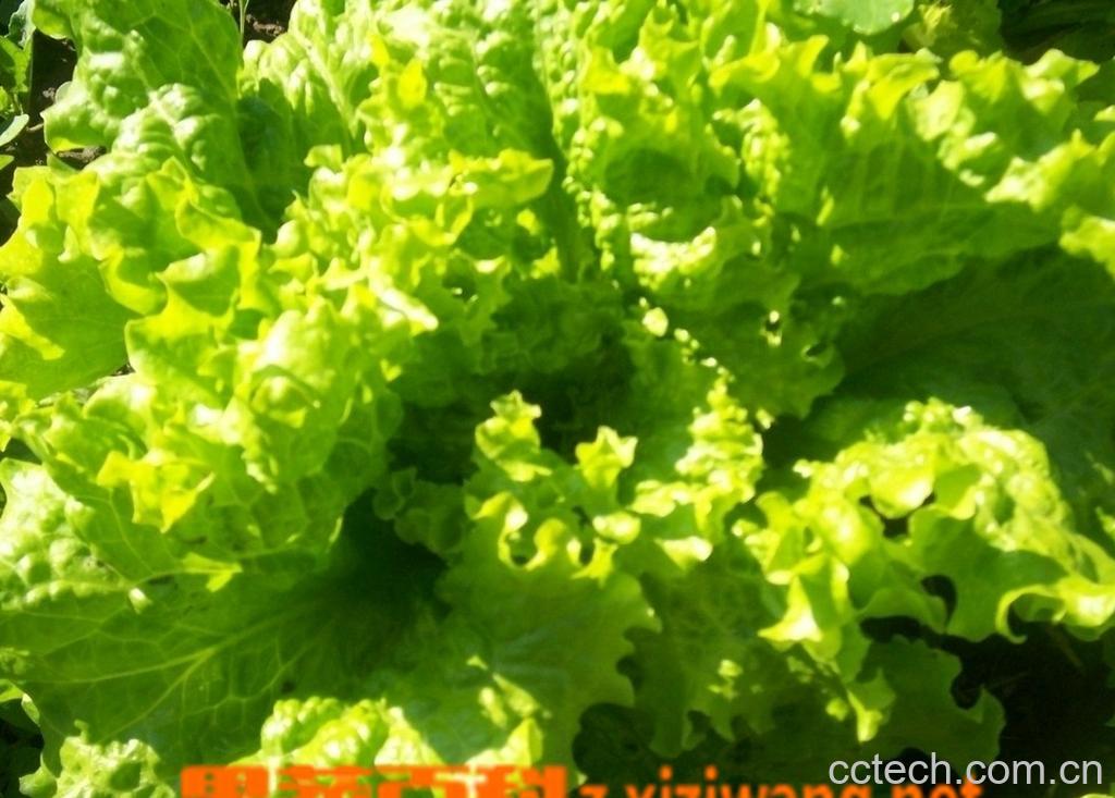 果蔬百科青菜种类及图片-0