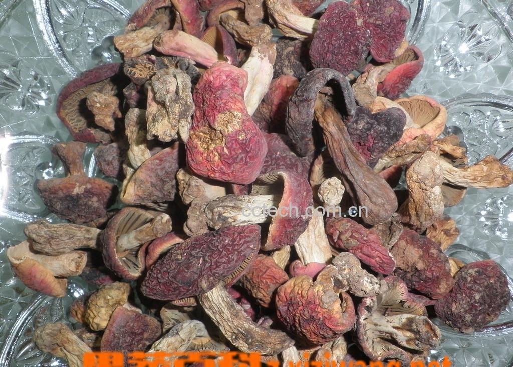 果蔬百科红菇营养分析-0